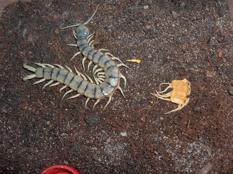 Scolopendra cingulata