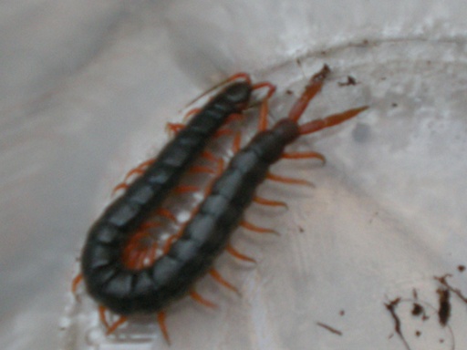 Scolopendra cingulata