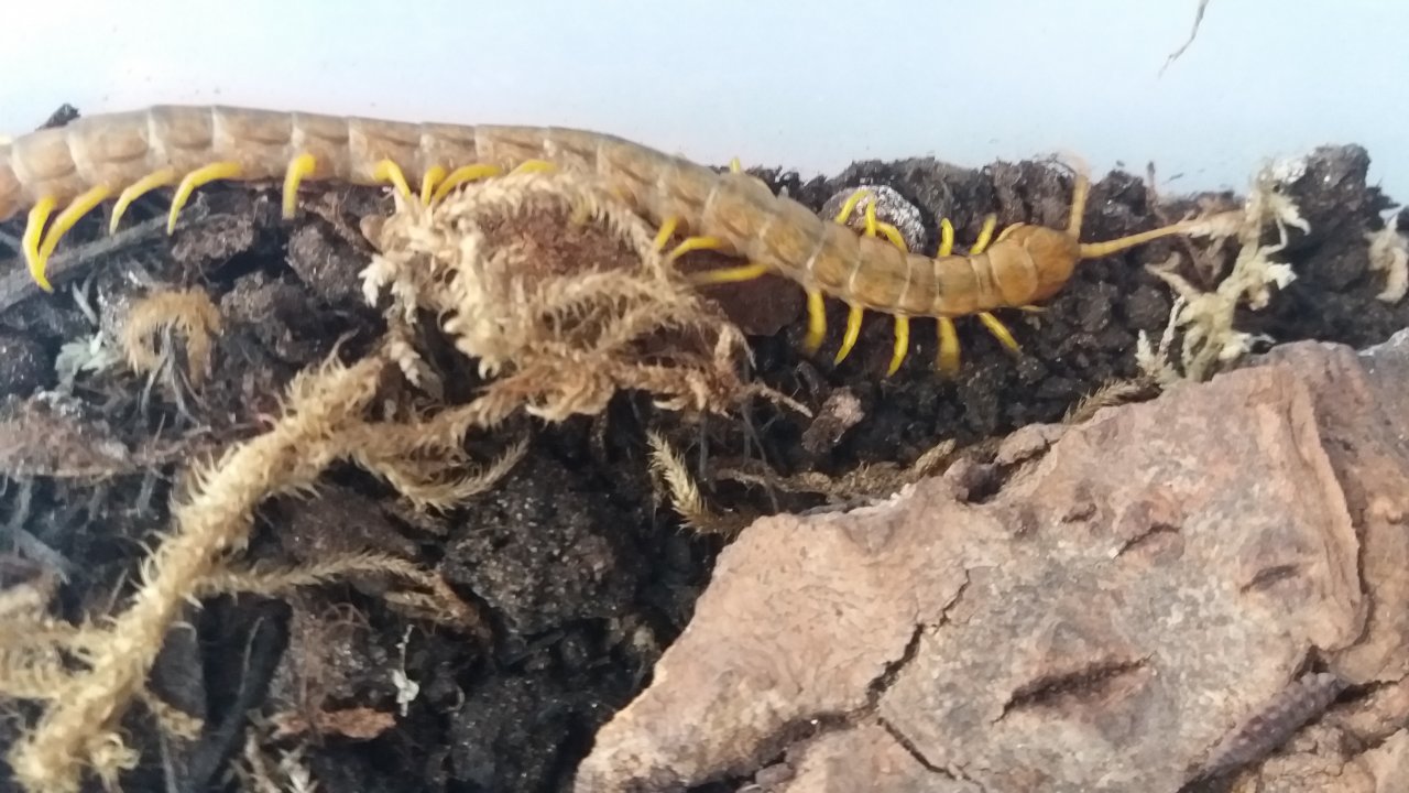 Scolopendra dalmatica