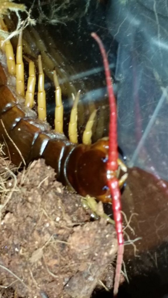 Scolopendra Deehanni  (A)