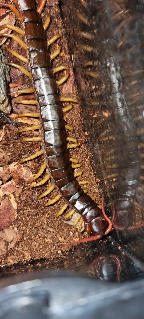 Scolopendra dehaani 0.0.1