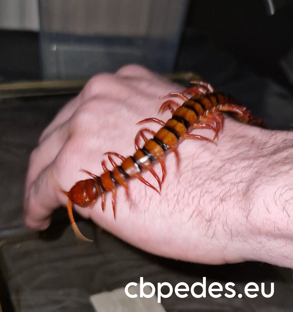 Scolopendra dehaani cherry red on my hand