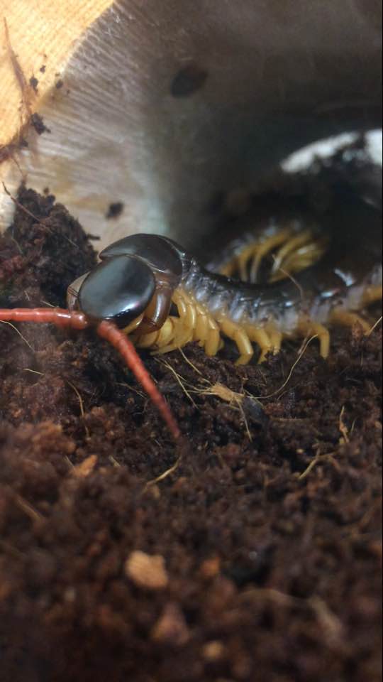 Scolopendra dehaani eating a giant mealworm