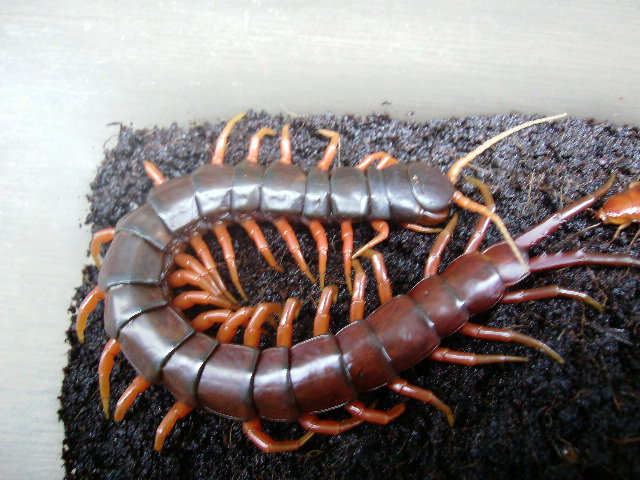 scolopendra dehaani