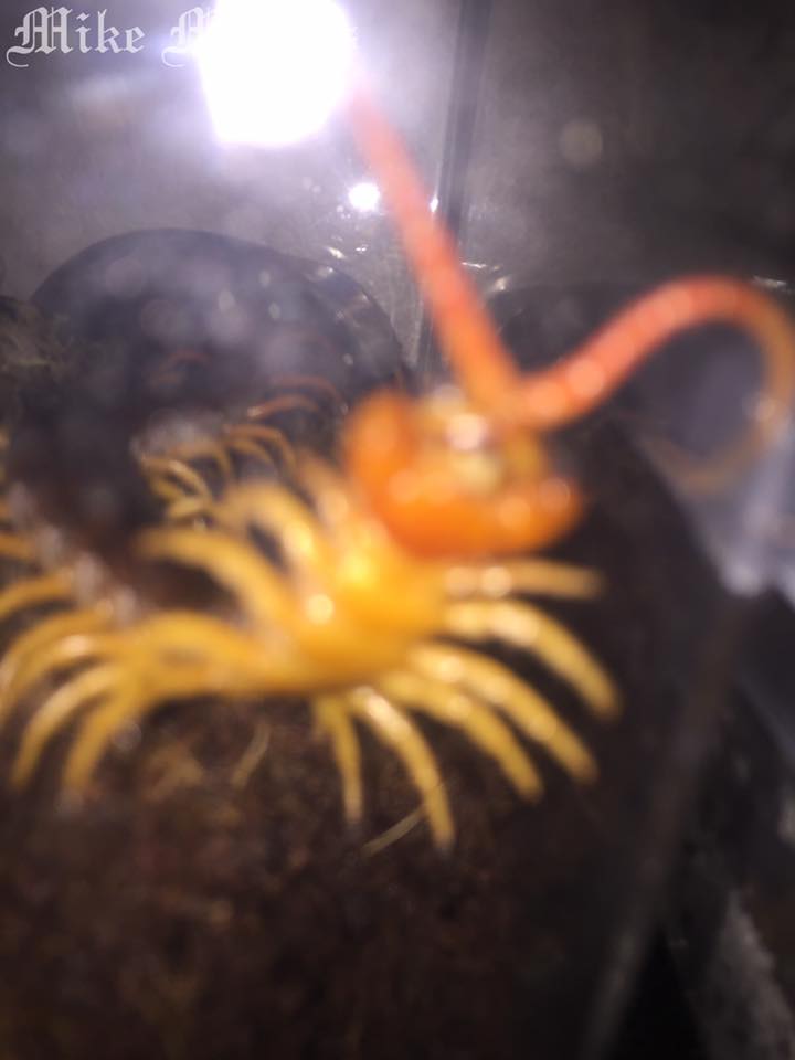 Scolopendra Dehaani