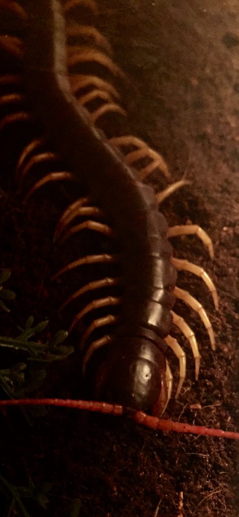 scolopendra dehaani