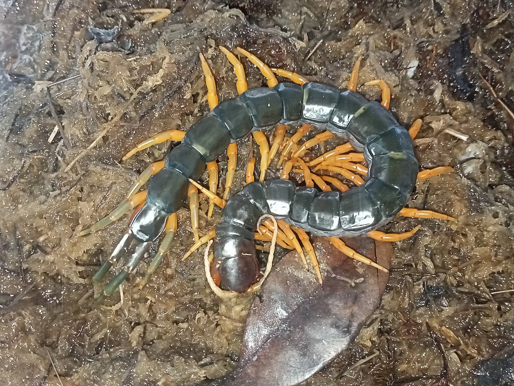 Scolopendra dehaani