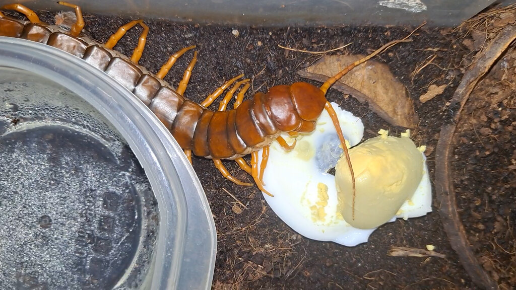 Scolopendra dehaani