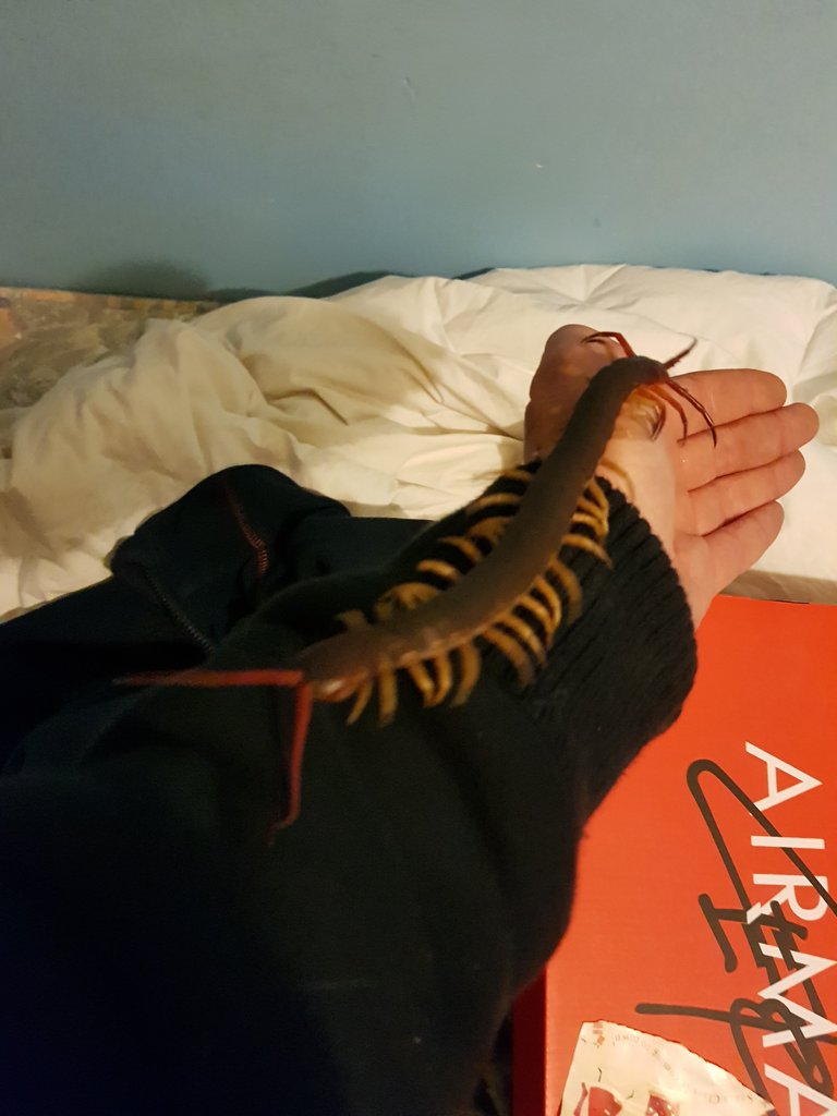 Scolopendra Dehanni handling