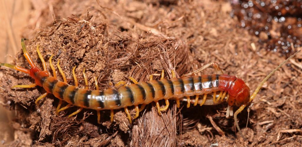 Scolopendra galapagoensis pedeling