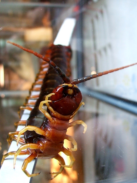 Scolopendra Galapagoensis