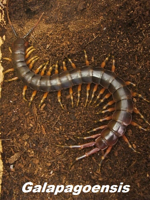 Scolopendra Galapagoensis