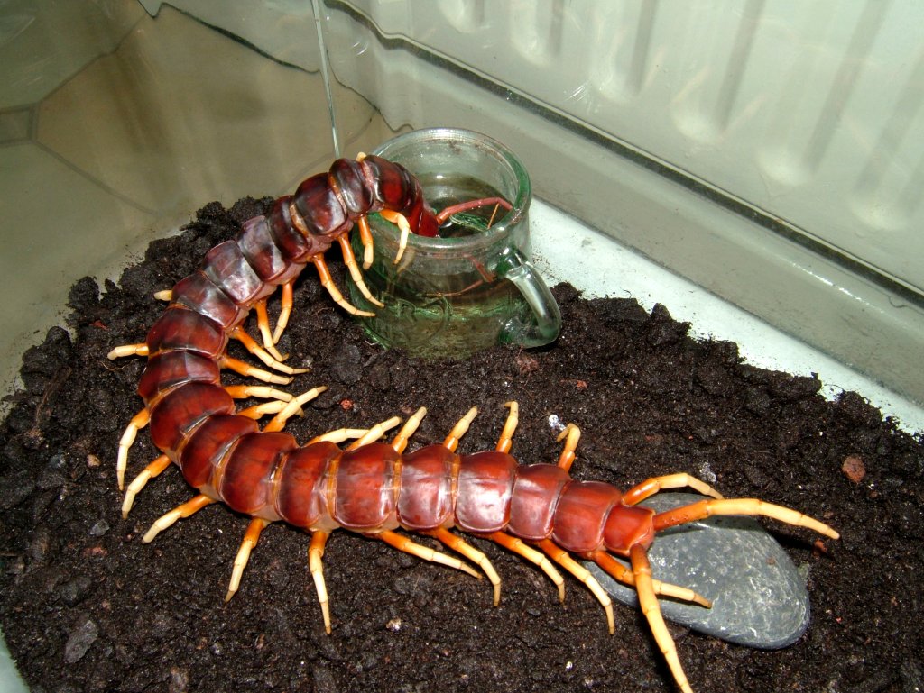 Scolopendra gigantea drinking