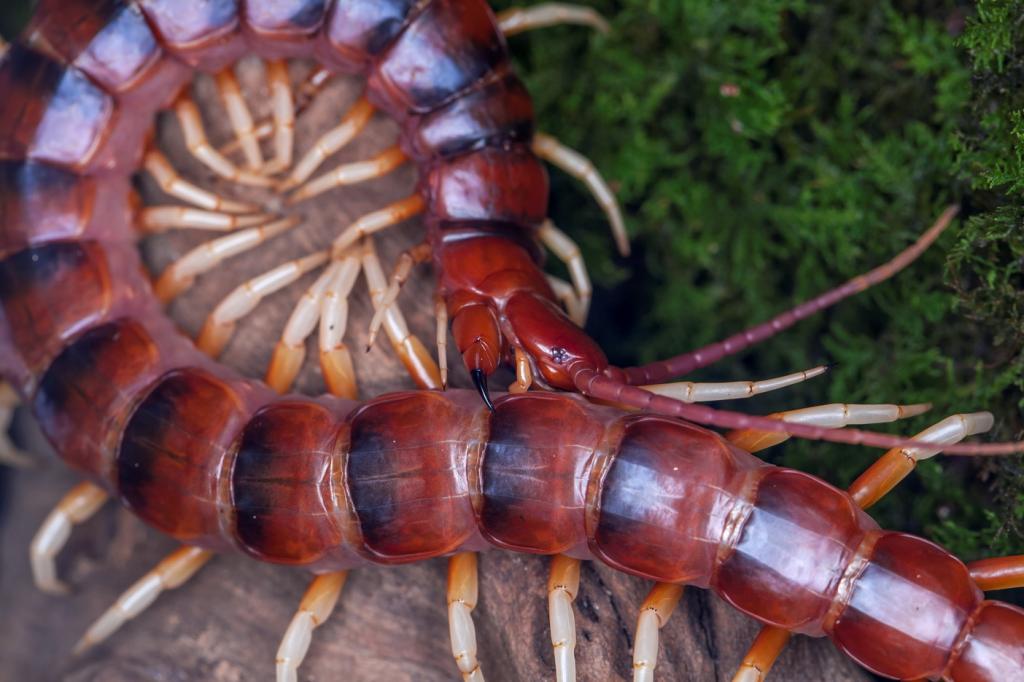 scolopendra gigantea