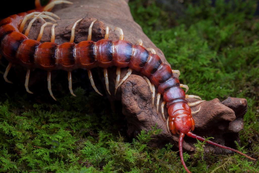 scolopendra gigantea