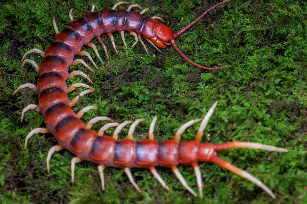 scolopendra gigantea