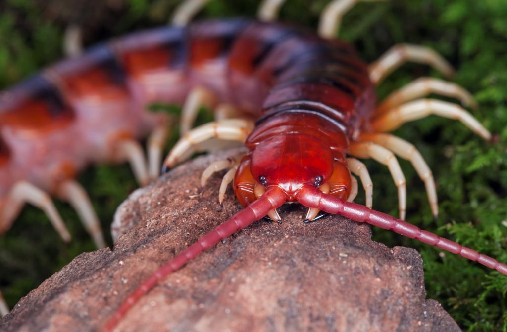 scolopendra gigantea