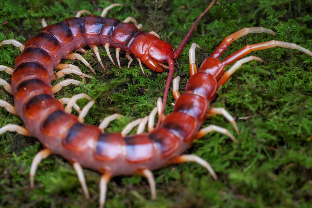 scolopendra gigantea