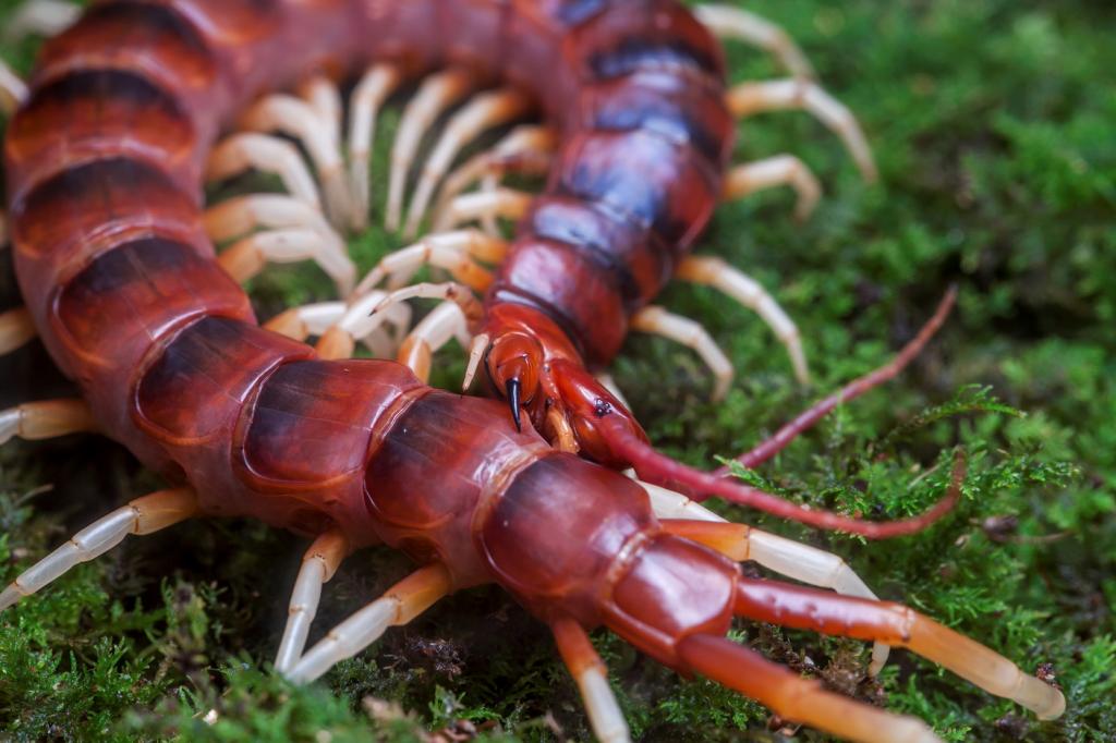 scolopendra gigantea