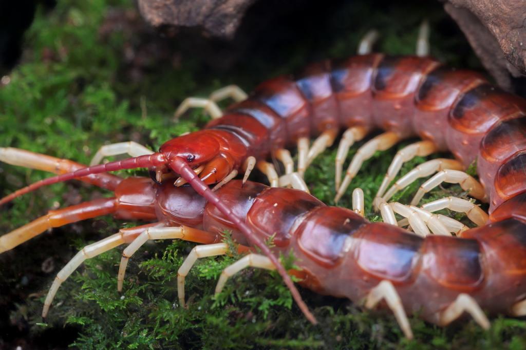 scolopendra gigantea