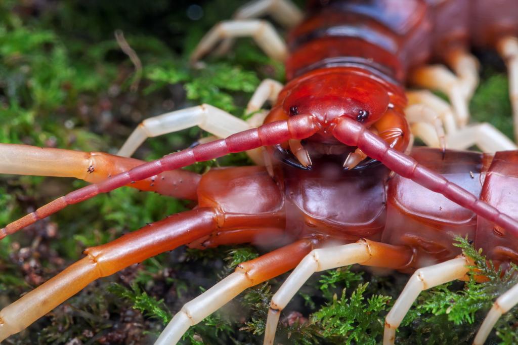 scolopendra gigantea