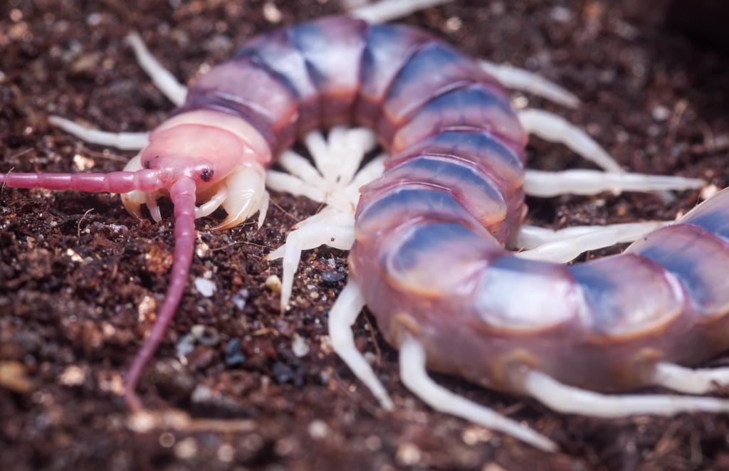 scolopendra gigantea