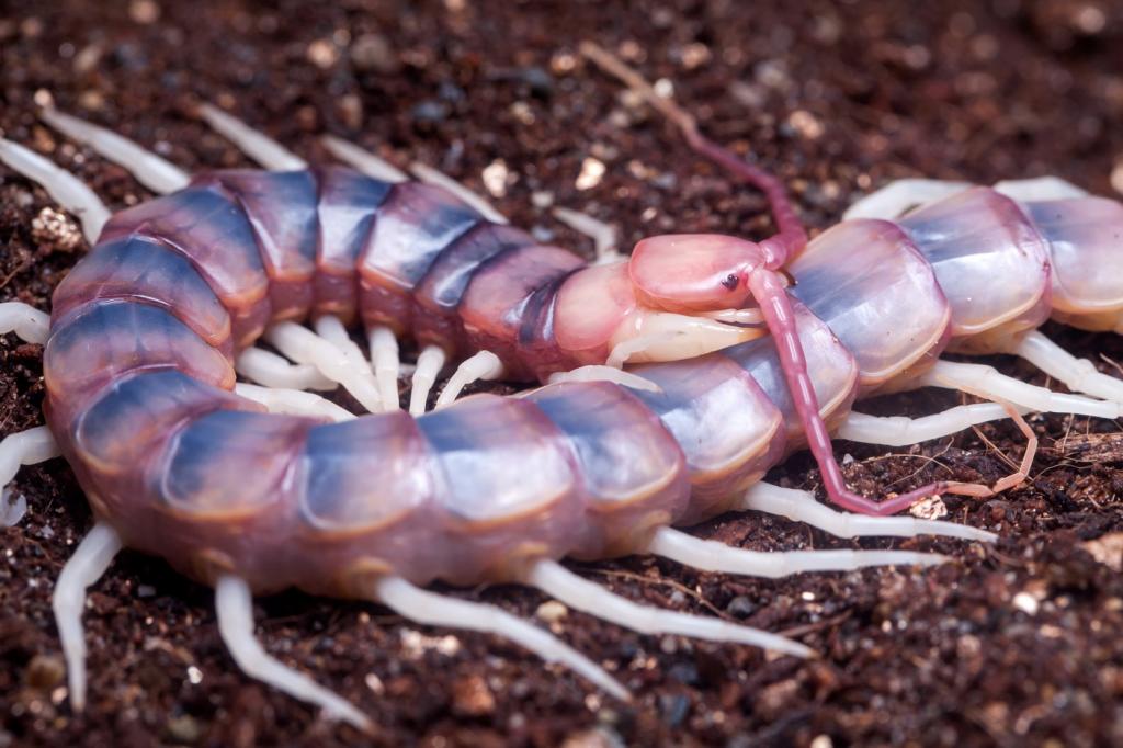 scolopendra gigantea