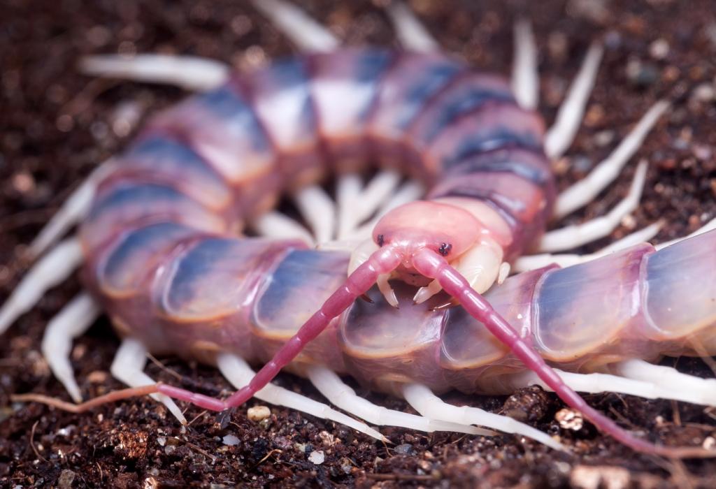 scolopendra gigantea