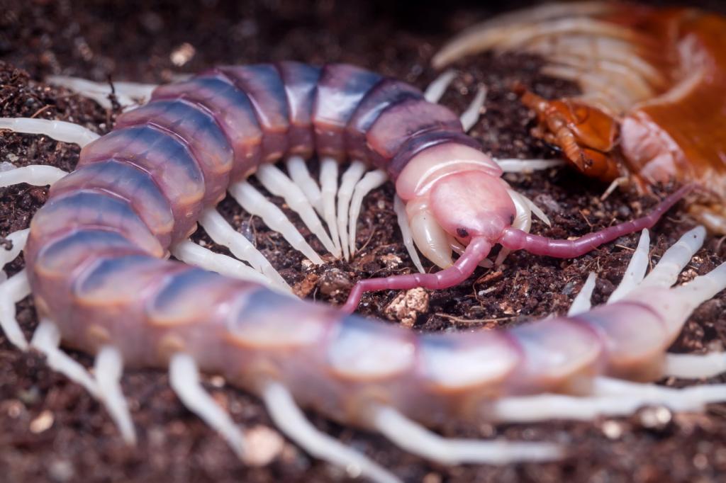 scolopendra gigantea