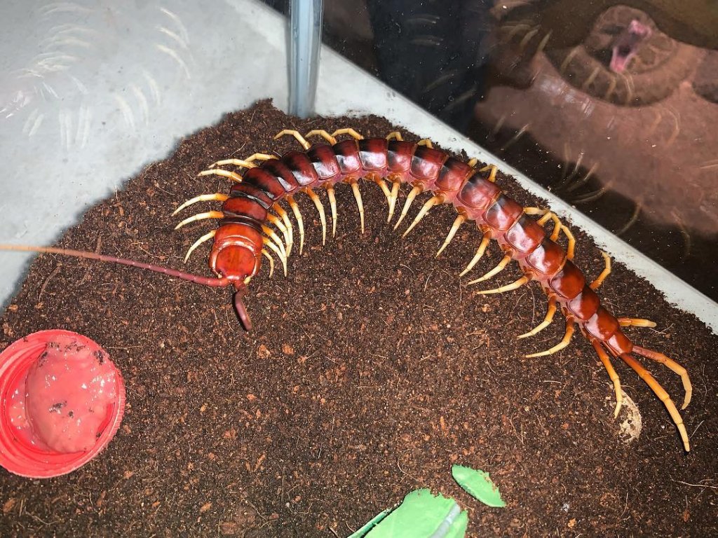 Scolopendra gigantea