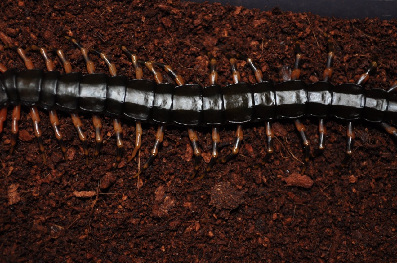 Scolopendra hainanum