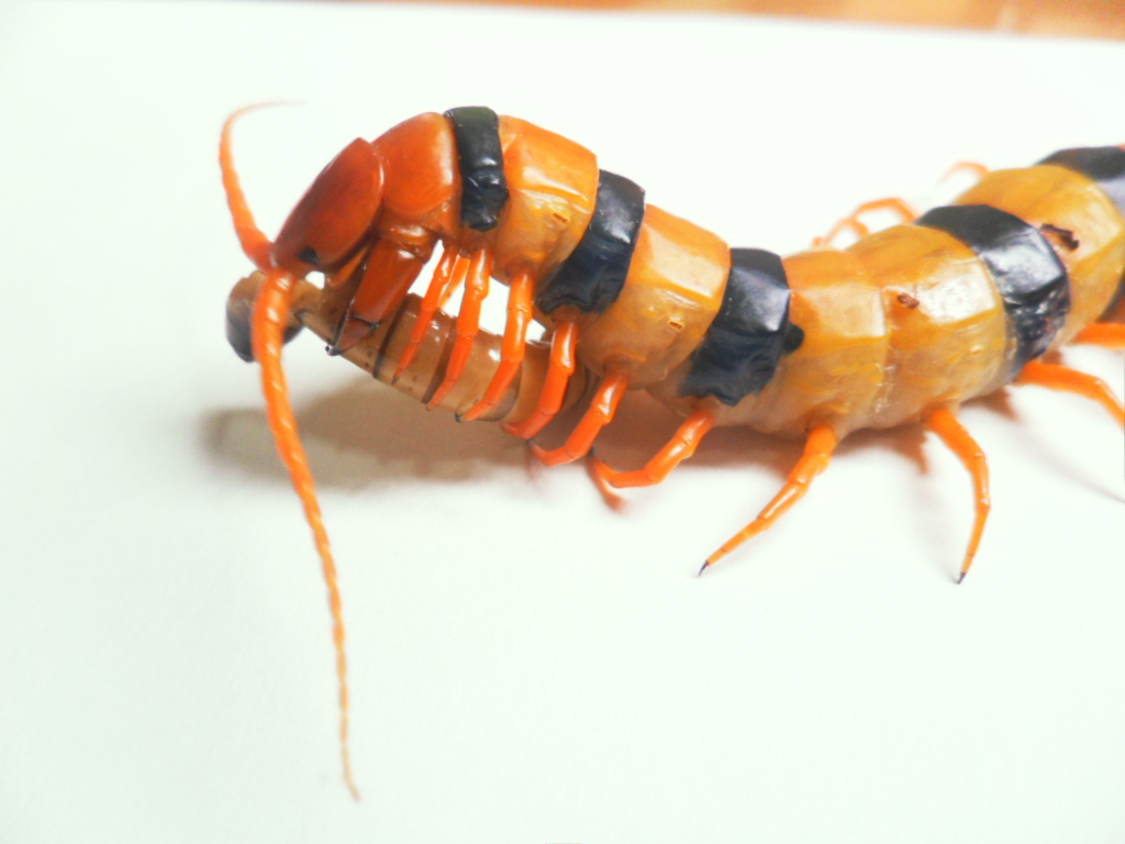 Scolopendra Hardwickei