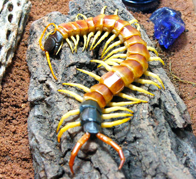 Scolopendra heros arizonensis