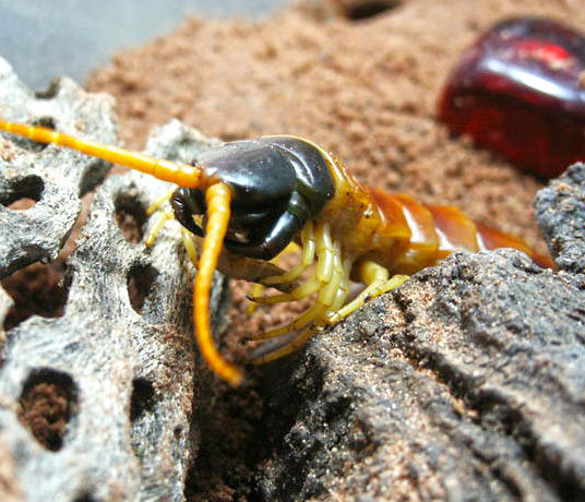 Scolopendra heros arizonensis