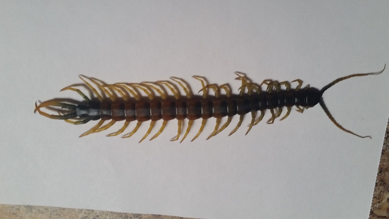 Scolopendra heros 'blotched' deceased