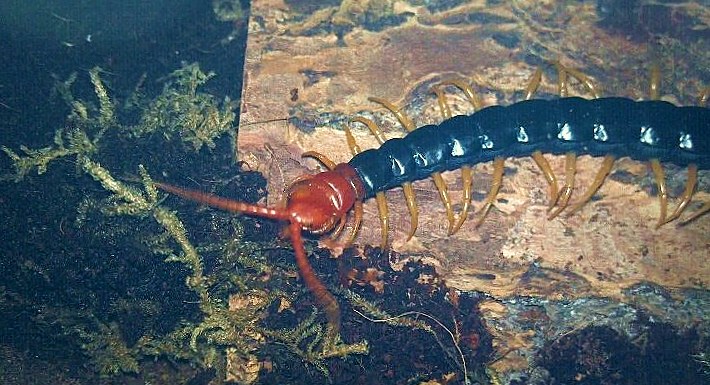 Scolopendra heros castaneiceps