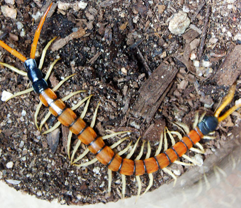 Scolopendra heros subspecies?