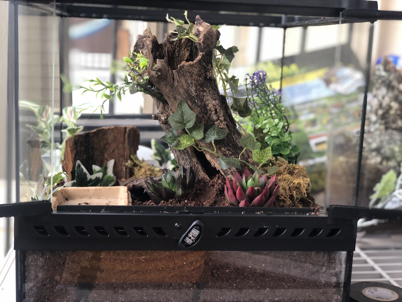 Scolopendra heros var. castaneiceps Enclosure