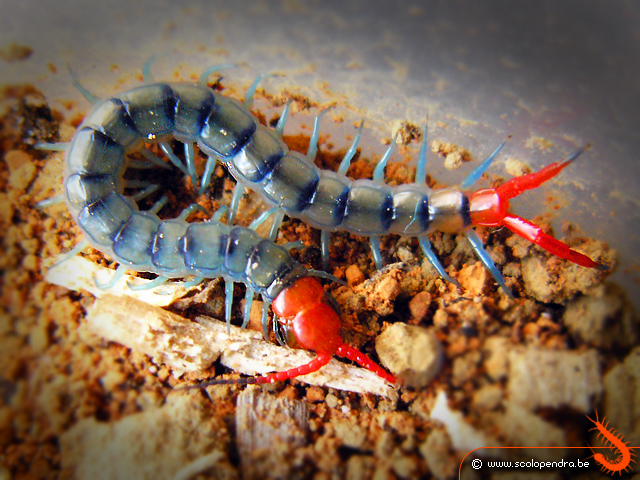 Scolopendra Israel