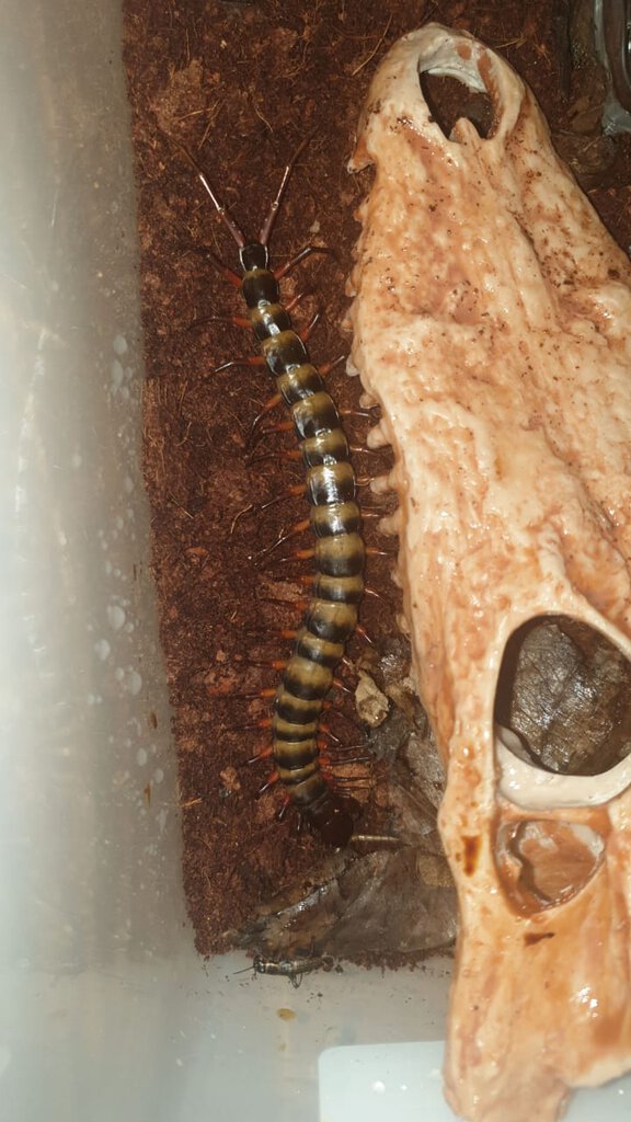 Scolopendra.jpeg