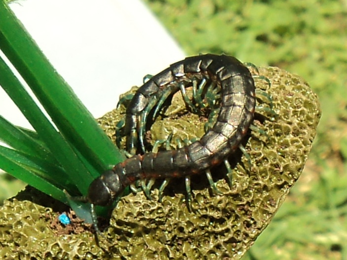 Scolopendra Laeta