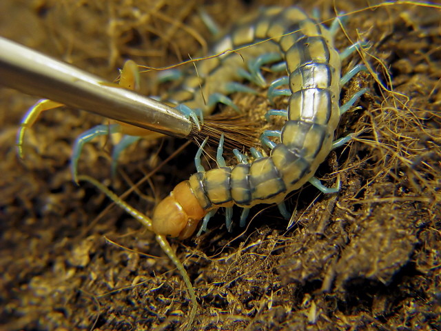 Scolopendra mirabilis (Tanzanian Neon Blue Leg Centipede)