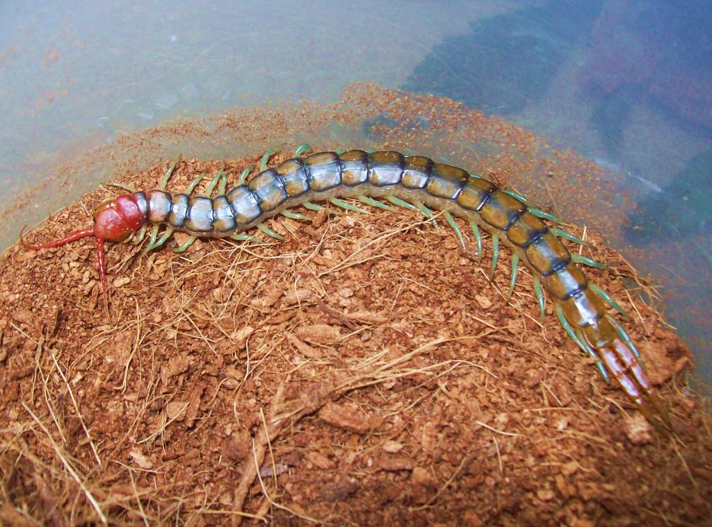 Scolopendra mirabilis