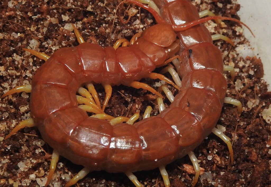 Scolopendra morsitans (inland Queensland locale)