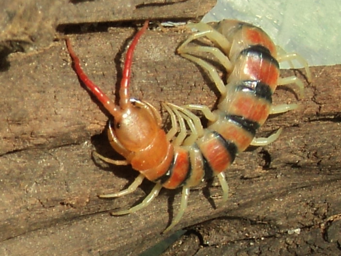 Scolopendra Morsitans