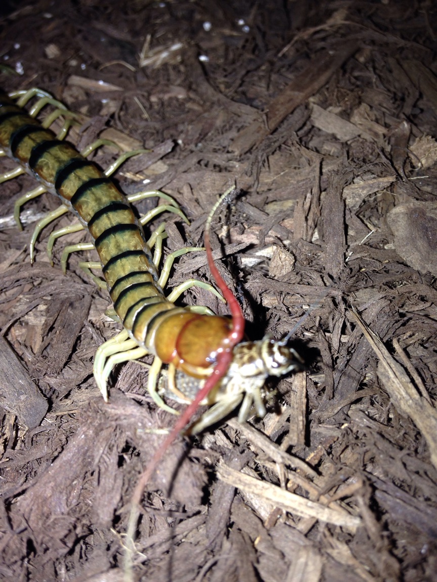 Scolopendra morsitans