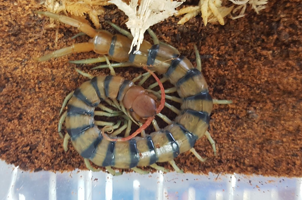 Scolopendra morsitans