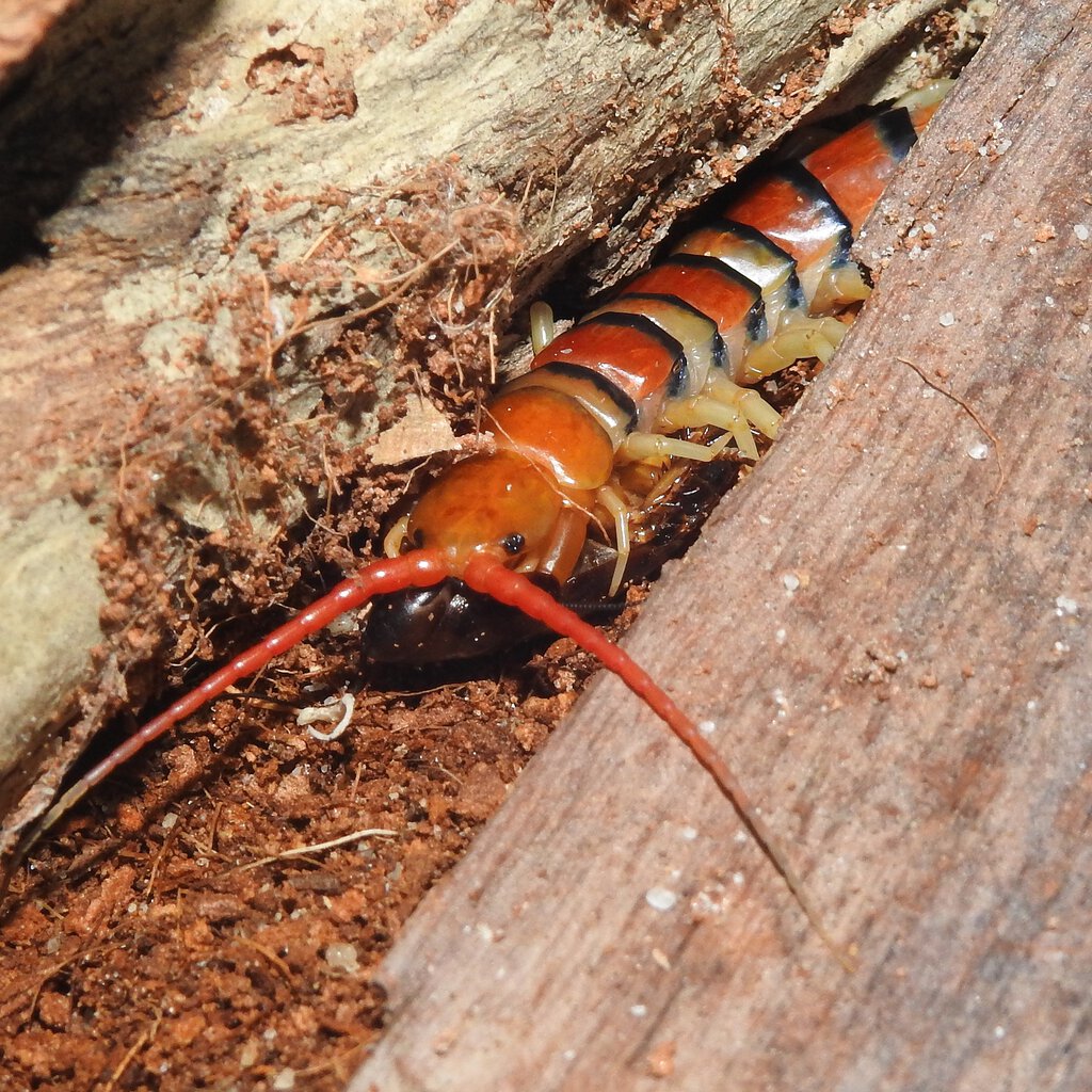 Scolopendra morsitans