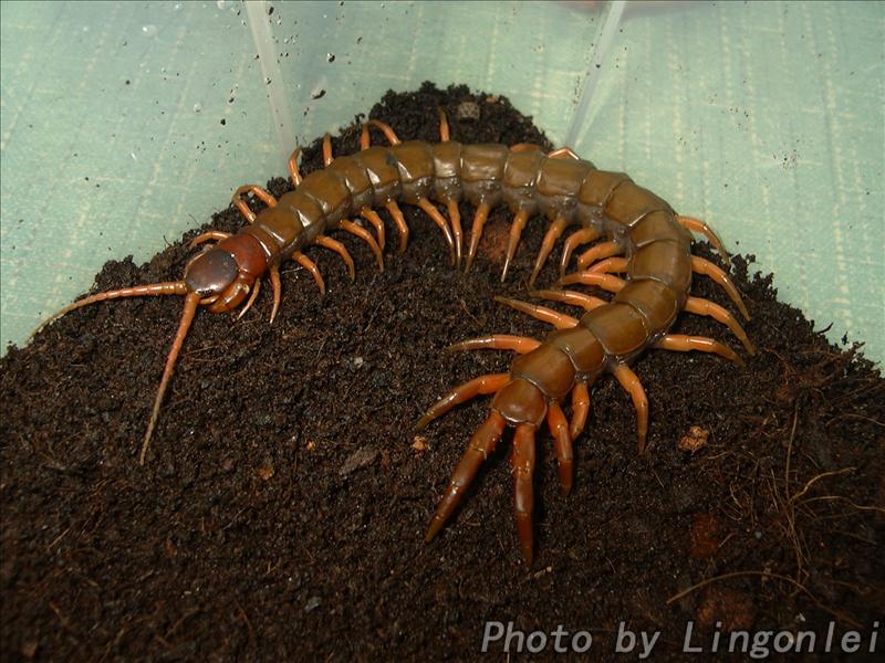 scolopendra multidens blood legs