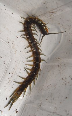 Scolopendra oraniensis "Mallorca"